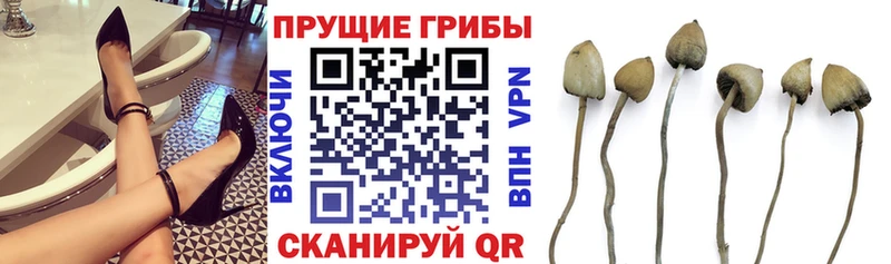 shop наркотические препараты Чекалин Псилоцибиновые грибы мухоморы купить закладку